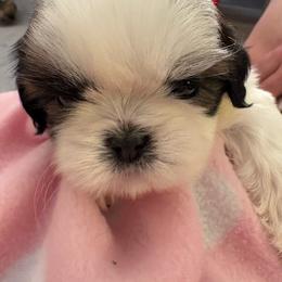 Girl 1H - Gold and white female Shih Tzu puppy in Madras, Oregon from Maridee’s ShihTzu