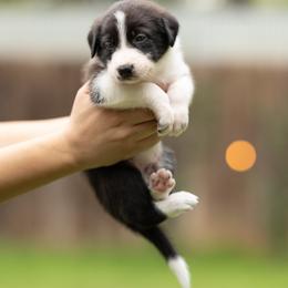 Draco - Black and white male Border Collie puppy in Austin, Texas from Border Collie dei Fanelli