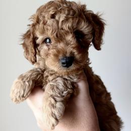 Patriot - Red male Cavapoo puppy in Greenville, South Carolina from Reedy River Doodles