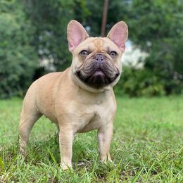 Remi - French Bulldog