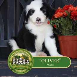 Oliver - Gray and white male Old English Sheepdog puppy in Cleveland, Tennessee from Narrow Path Old English & Sheepadoodles