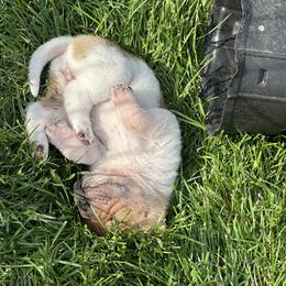 Chinese Shar-Pei Puppies from Blackwitch Farms
