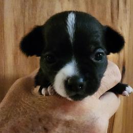 Rosco - Black and white male Chihuahua puppy in Nc, Florida from Brusseluv2