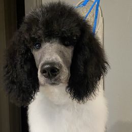 Poodle Puppies from Mars  Glitz Poodles