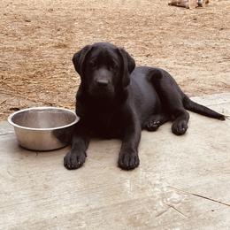 Sidney - Labrador Retriever