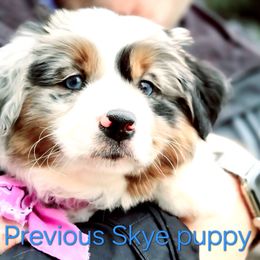 Labrador Retriever and Miniature American Shepherd Puppies from ROCK CREEK