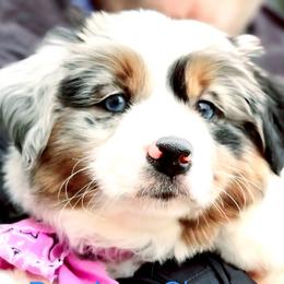 Labrador Retriever and Miniature American Shepherd Puppies from ROCK CREEK
