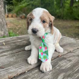 Earth - Parti male Goldendoodle puppy in Camden, North Carolina from Oopsie Doodles of NC