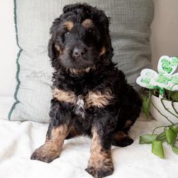 Harry Potter - Black and tan male Schnoodle puppy in Memphis, Tennessee from Bentley's Beloved Paws