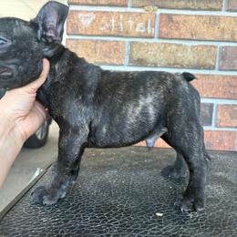 Doom - Brindle male French Bulldog puppy in Eunice, Louisiana from 4J's Cajun Kennels