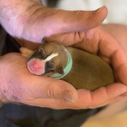 Pembroke Welsh Corgi Puppies from Gold Country Pups