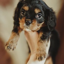 Cavalier King Charles Spaniel and Cavapoo Puppies from The Cav Family