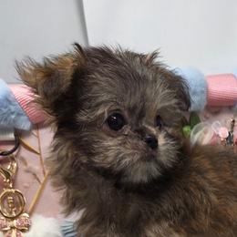 Midwest Mini Amaretto - Sable female Mi-Ki puppy in Clearwater, Kansas from Midwest Mini Mi-kis