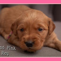 Rey - Dark golden female Golden Retriever puppy in Driggs, Idaho from SK Golden Retrievers