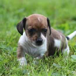 Reba - Piebald female Dachshund puppy in Greenup, Kentucky from Tygart Creek Dachshunds