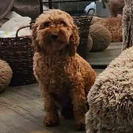 Lily - Goldendoodle