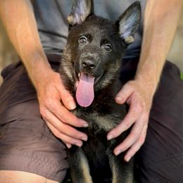 Bolek - Black and tan male German Shepherd puppy in Leesburg, Florida from RoyalWork K9