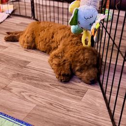 Cavapoo Puppies from Patriot Pups Cavapoos