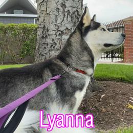 Lyanna - Siberian Husky