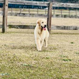 Ego - Golden Retriever