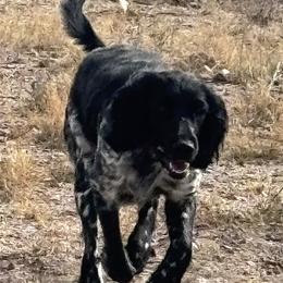 Large Münsterländers from Feather Cloud Kennels