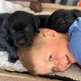 Labrador Retriever Puppies from Green Mountain Labradors