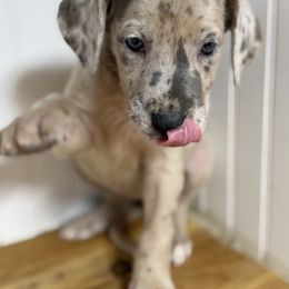 Annie - Merle female Great Dane puppy in Hutchinson, Kansas from Dappled Danes