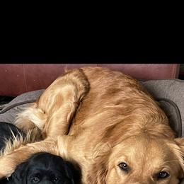 Maggie - Golden Retriever