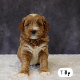Tilly - Red  female Goldendoodle puppy in Mint Hill, North Carolina from DoodleForever