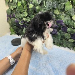 Oreo - Black and white male Shih Tzu puppy in Hialeah, Florida from Shih Tzu Miami