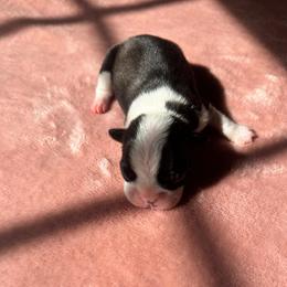 Girl 3 - Black brindle and white female Boston Terrier puppy in Brookville, Ohio from Best Friend Bostons