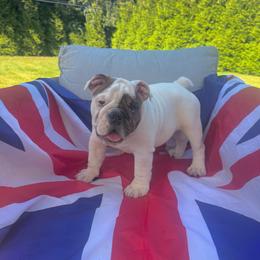 Lola - White female Bulldog puppy in Dix Hills, New York from Mansi Bulldogs