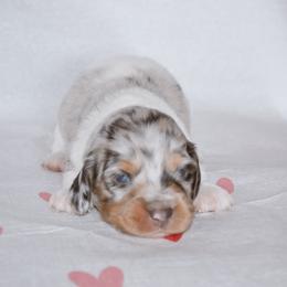 Fred - Dapple male Dachshund puppy in Eufaula, Alabama from B’s Dachshunds