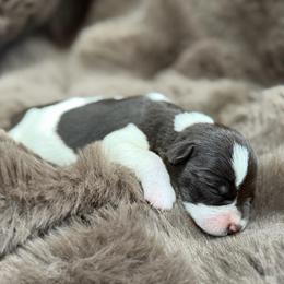 Millie - Parti female Miniature Schnauzer puppy in Plaucheville, Louisiana from Honey Doux Southern Paws