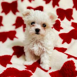 Jolly - White female Maltese puppy in Homestead, Florida from Princess’s Maltese Palace