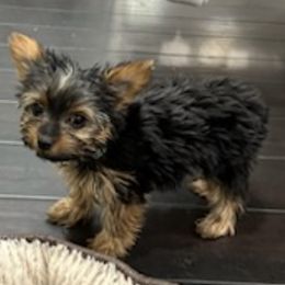 Yorkshire Terriers from Covington's Yorkshire Terriers