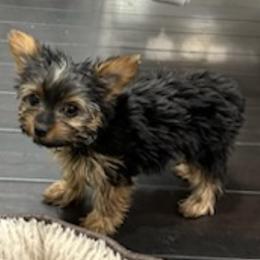 Yorkshire Terriers from Covington's Yorkshire Terriers