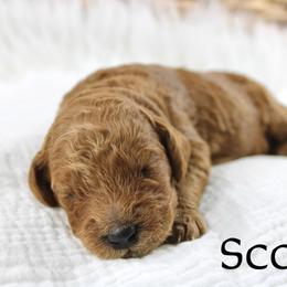 Scotch - Red  male Goldendoodle puppy in Casa Grande, Arizona from AzDoodle Dandies