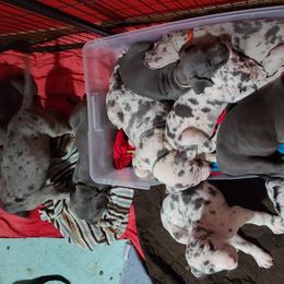 Great Danes from K & J Danes