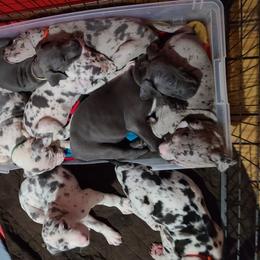 Great Danes from K & J Danes
