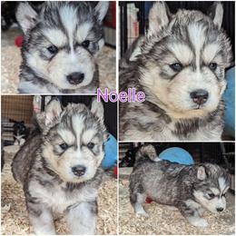 Noelle - Siberian Husky puppy from Wyant Farms