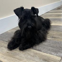 Piper - Miniature Schnauzer