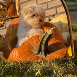 Maltese puppies from Kallos kennels