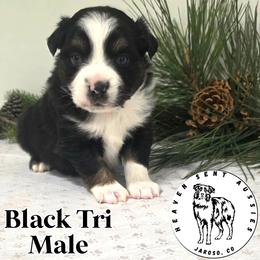 Idris - Black tri male Miniature Australian Shepherd puppy in Jaroso, Colorado from Heaven Sent Aussies