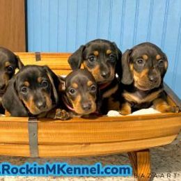 Dachshund and Labrador Retriever Puppies from Rockin M Kennel