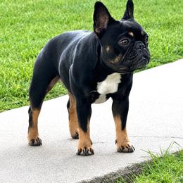 Journey - Black and tan female French Bulldog puppy in Clifton, Texas from Blue Ribbon French Bulldogs