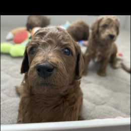 Aussiedoodle and Goldendoodle Puppies from Garside Doodles