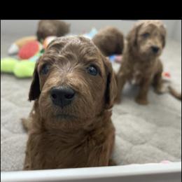 Aussiedoodle and Goldendoodle Puppies from Garside Doodles