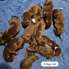 Akbash, German Shorthaired Pointer, Sporty Mix, and Weimaraner Puppies from Lazy Hearts Kennel