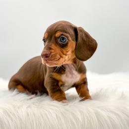 Traveler - Chocolate and tan male Dachshund puppy in Litchfield, Illinois from Charmm Dachshunds